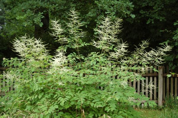 Aruncus sinensis 'Zweiweltenkind' | China-Wald-Geißbart
